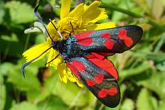 Metalectra didyma - Sechsfleck-Widderchen (Blutströpfchen, Widderchen, Erdeichelwidderchen)
